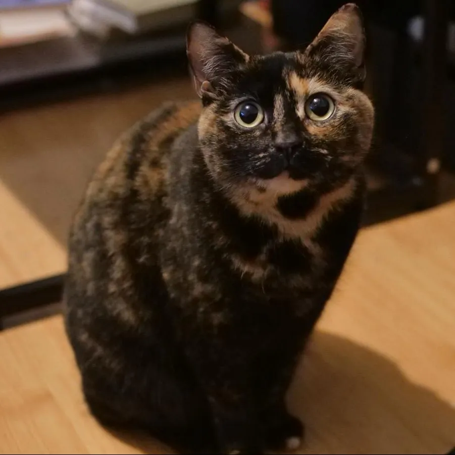 A photo of Pineapple, tortoiseshell cat
